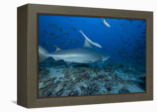 A Large Bull Shark at the Bistro Dive Site in Fiji-Stocktrek Images-Framed Premier Image Canvas