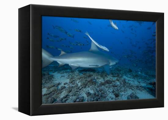 A Large Bull Shark at the Bistro Dive Site in Fiji-Stocktrek Images-Framed Premier Image Canvas