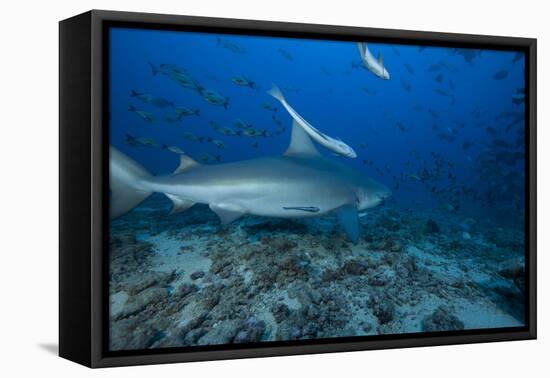 A Large Bull Shark at the Bistro Dive Site in Fiji-Stocktrek Images-Framed Premier Image Canvas