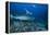 A Large Bull Shark at the Bistro Dive Site in Fiji-Stocktrek Images-Framed Premier Image Canvas