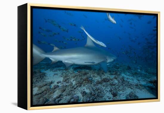 A Large Bull Shark at the Bistro Dive Site in Fiji-Stocktrek Images-Framed Premier Image Canvas