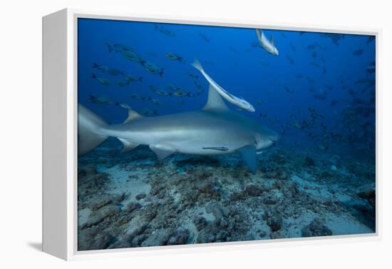 A Large Bull Shark at the Bistro Dive Site in Fiji-Stocktrek Images-Framed Premier Image Canvas