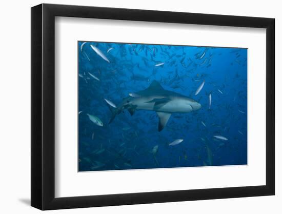 A Large Bull Shark at the Bistro Dive Site in Fiji-Stocktrek Images-Framed Photographic Print