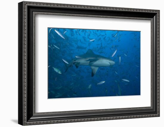 A Large Bull Shark at the Bistro Dive Site in Fiji-Stocktrek Images-Framed Photographic Print