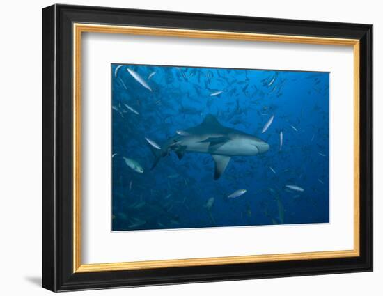 A Large Bull Shark at the Bistro Dive Site in Fiji-Stocktrek Images-Framed Photographic Print