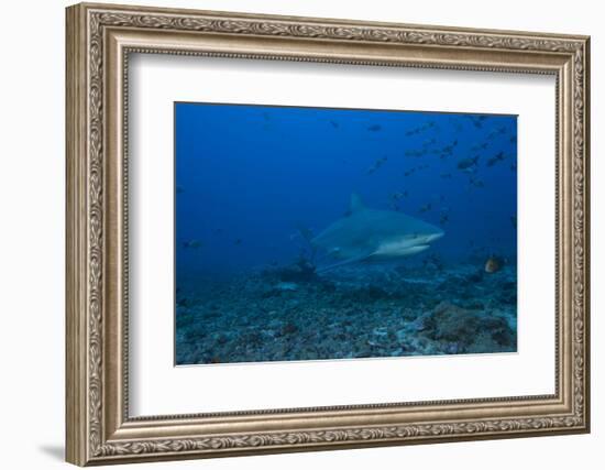 A Large Bull Shark at the Bistro Dive Site in Fiji-Stocktrek Images-Framed Photographic Print