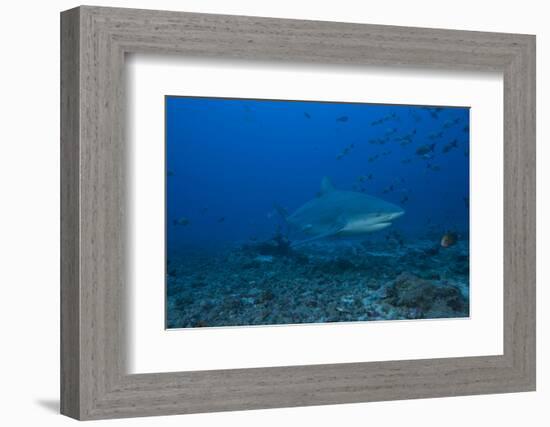 A Large Bull Shark at the Bistro Dive Site in Fiji-Stocktrek Images-Framed Photographic Print