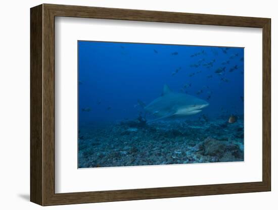 A Large Bull Shark at the Bistro Dive Site in Fiji-Stocktrek Images-Framed Photographic Print