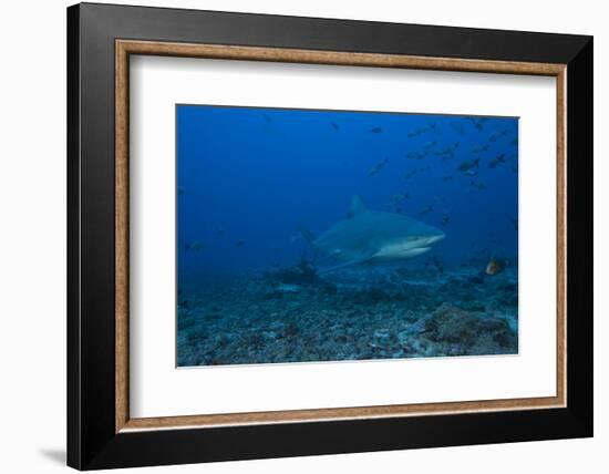 A Large Bull Shark at the Bistro Dive Site in Fiji-Stocktrek Images-Framed Photographic Print