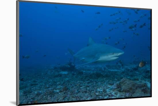 A Large Bull Shark at the Bistro Dive Site in Fiji-Stocktrek Images-Mounted Photographic Print