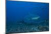 A Large Bull Shark at the Bistro Dive Site in Fiji-Stocktrek Images-Mounted Photographic Print