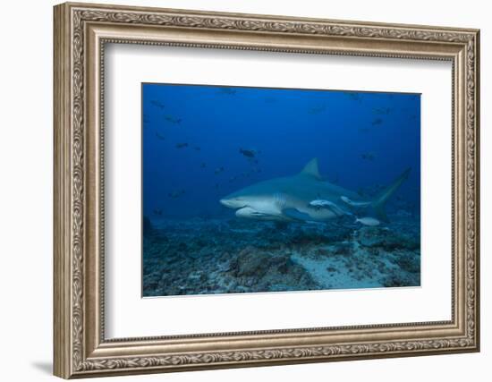 A Large Bull Shark at the Bistro Dive Site in Fiji-Stocktrek Images-Framed Photographic Print