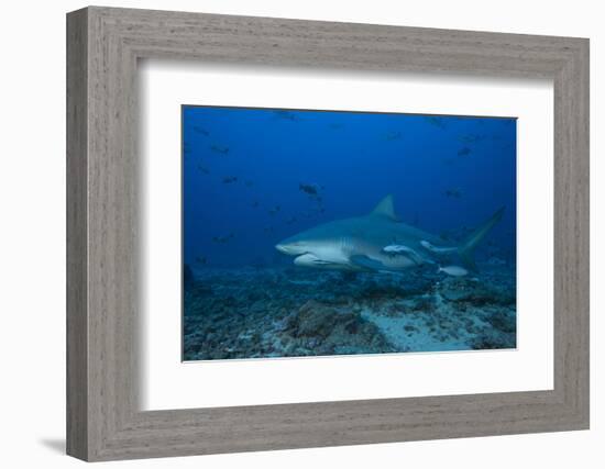 A Large Bull Shark at the Bistro Dive Site in Fiji-Stocktrek Images-Framed Photographic Print