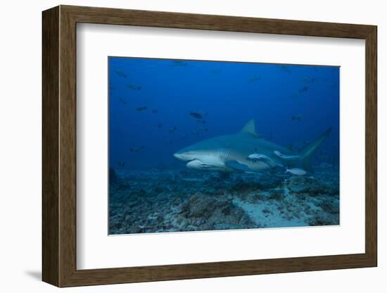 A Large Bull Shark at the Bistro Dive Site in Fiji-Stocktrek Images-Framed Photographic Print