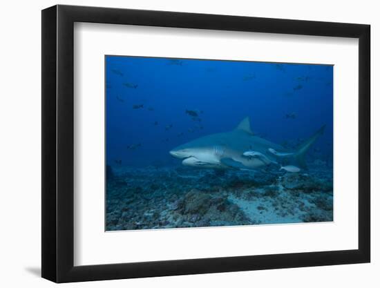 A Large Bull Shark at the Bistro Dive Site in Fiji-Stocktrek Images-Framed Photographic Print