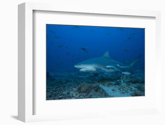 A Large Bull Shark at the Bistro Dive Site in Fiji-Stocktrek Images-Framed Photographic Print