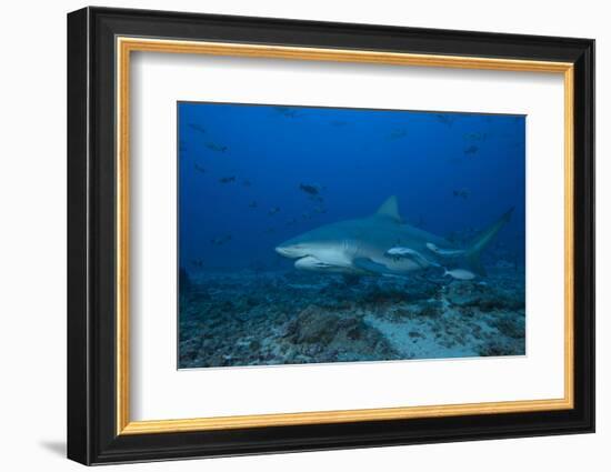 A Large Bull Shark at the Bistro Dive Site in Fiji-Stocktrek Images-Framed Photographic Print