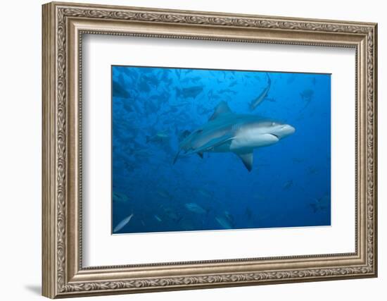 A Large Bull Shark at the Bistro Dive Site in Fiji-Stocktrek Images-Framed Photographic Print