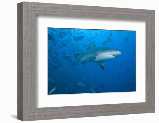 A Large Bull Shark at the Bistro Dive Site in Fiji-Stocktrek Images-Framed Photographic Print