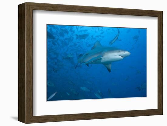 A Large Bull Shark at the Bistro Dive Site in Fiji-Stocktrek Images-Framed Photographic Print