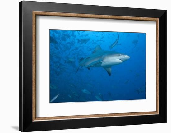 A Large Bull Shark at the Bistro Dive Site in Fiji-Stocktrek Images-Framed Photographic Print