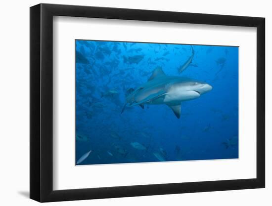 A Large Bull Shark at the Bistro Dive Site in Fiji-Stocktrek Images-Framed Photographic Print