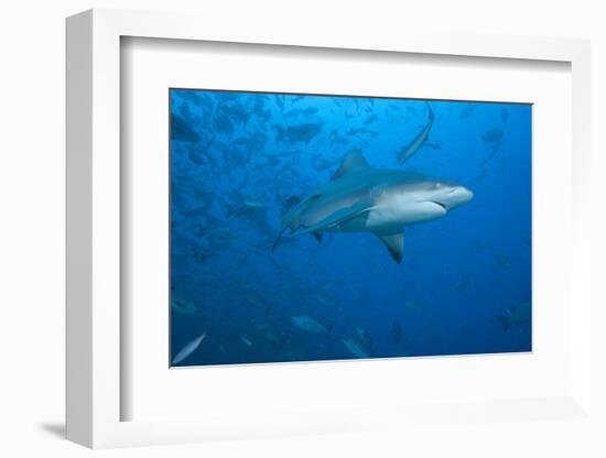 A Large Bull Shark at the Bistro Dive Site in Fiji-Stocktrek Images-Framed Photographic Print