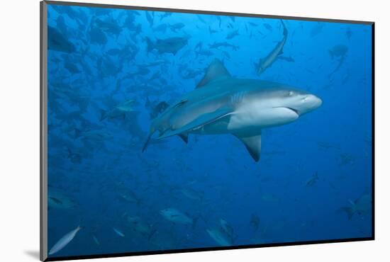 A Large Bull Shark at the Bistro Dive Site in Fiji-Stocktrek Images-Mounted Photographic Print