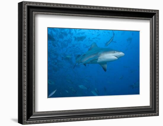 A Large Bull Shark at the Bistro Dive Site in Fiji-Stocktrek Images-Framed Photographic Print