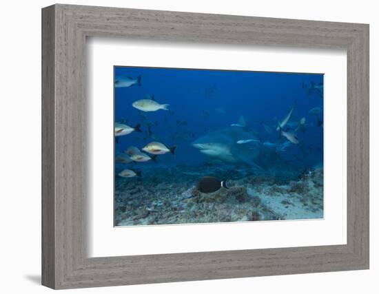 A Large Bull Shark at the Bistro Dive Site in Fiji-Stocktrek Images-Framed Photographic Print