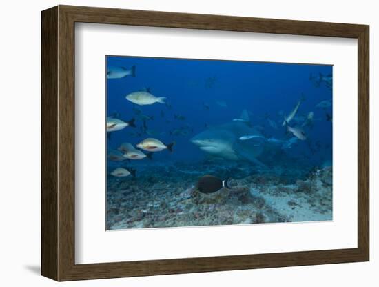 A Large Bull Shark at the Bistro Dive Site in Fiji-Stocktrek Images-Framed Photographic Print