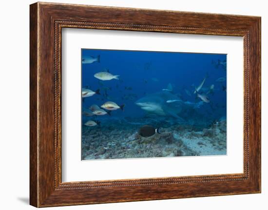 A Large Bull Shark at the Bistro Dive Site in Fiji-Stocktrek Images-Framed Photographic Print