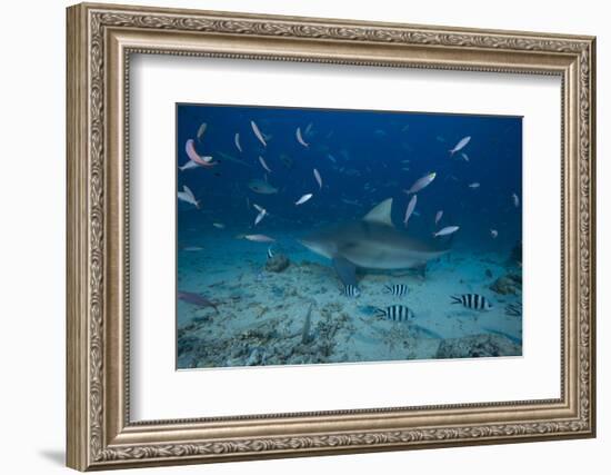 A Large Bull Shark at the Bistro Dive Site in Fiji-Stocktrek Images-Framed Photographic Print