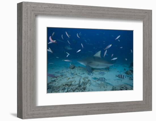 A Large Bull Shark at the Bistro Dive Site in Fiji-Stocktrek Images-Framed Photographic Print