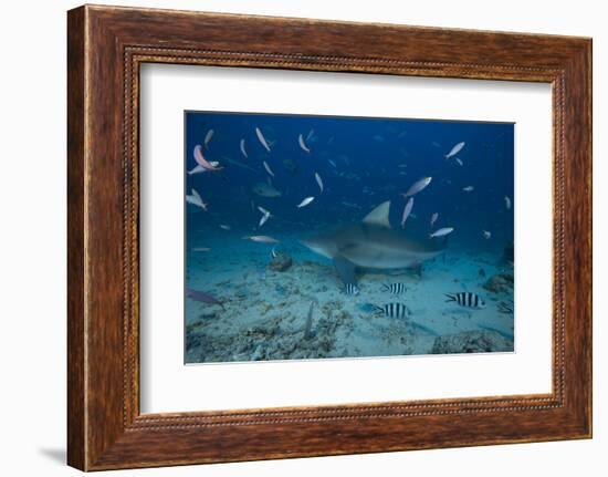 A Large Bull Shark at the Bistro Dive Site in Fiji-Stocktrek Images-Framed Photographic Print