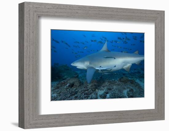 A Large Bull Shark at the Bistro Dive Site in Fiji-Stocktrek Images-Framed Photographic Print