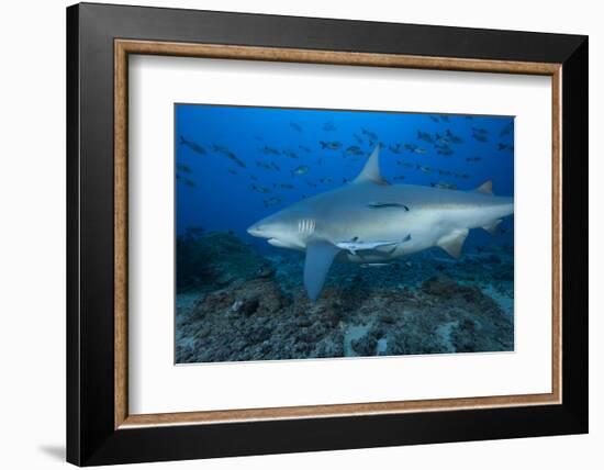 A Large Bull Shark at the Bistro Dive Site in Fiji-Stocktrek Images-Framed Photographic Print