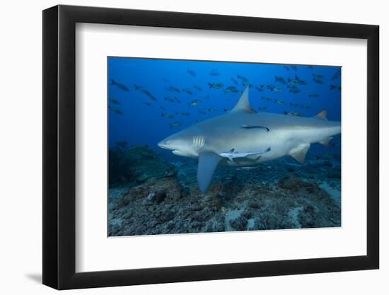 A Large Bull Shark at the Bistro Dive Site in Fiji-Stocktrek Images-Framed Photographic Print