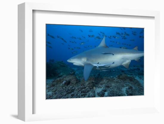 A Large Bull Shark at the Bistro Dive Site in Fiji-Stocktrek Images-Framed Photographic Print