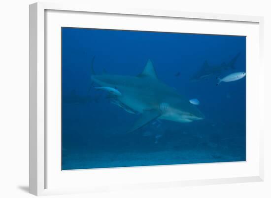 A Large Bull Shark at the Bistro Dive Site in Fiji-Stocktrek Images-Framed Photographic Print