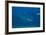 A Large Bull Shark at the Bistro Dive Site in Fiji-Stocktrek Images-Framed Photographic Print