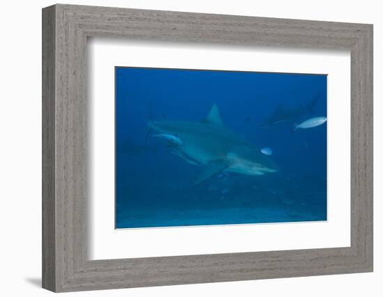 A Large Bull Shark at the Bistro Dive Site in Fiji-Stocktrek Images-Framed Photographic Print