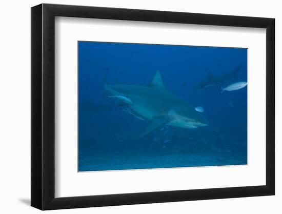 A Large Bull Shark at the Bistro Dive Site in Fiji-Stocktrek Images-Framed Photographic Print