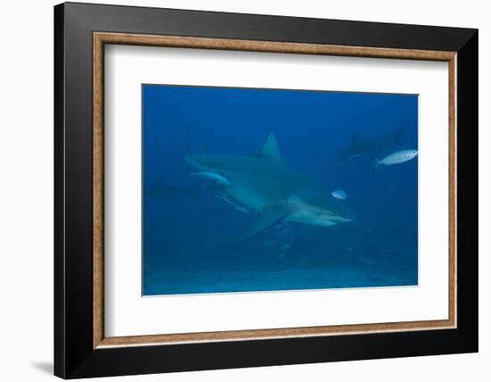 A Large Bull Shark at the Bistro Dive Site in Fiji-Stocktrek Images-Framed Photographic Print