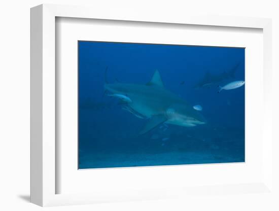 A Large Bull Shark at the Bistro Dive Site in Fiji-Stocktrek Images-Framed Photographic Print