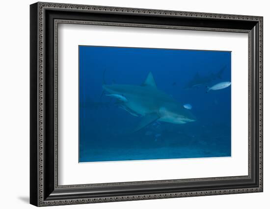 A Large Bull Shark at the Bistro Dive Site in Fiji-Stocktrek Images-Framed Photographic Print