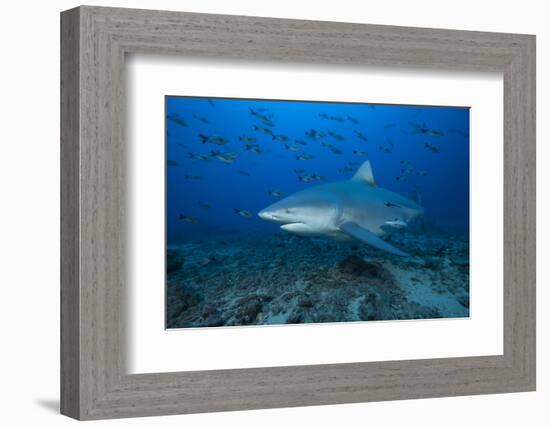 A Large Bull Shark at the Bistro Dive Site in Fiji-Stocktrek Images-Framed Photographic Print