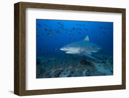 A Large Bull Shark at the Bistro Dive Site in Fiji-Stocktrek Images-Framed Photographic Print