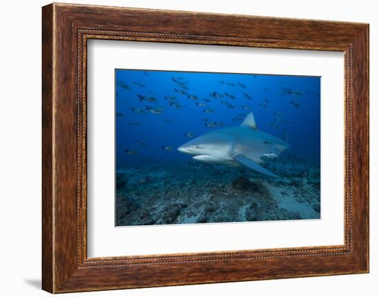 A Large Bull Shark at the Bistro Dive Site in Fiji-Stocktrek Images-Framed Photographic Print