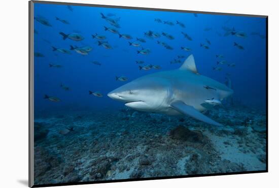 A Large Bull Shark at the Bistro Dive Site in Fiji-Stocktrek Images-Mounted Photographic Print